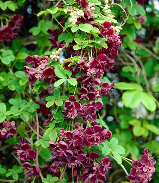 Akebia quinata